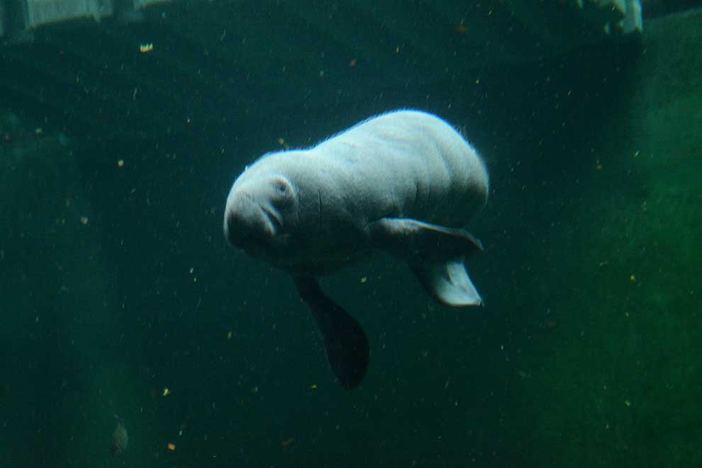 manat karaibski (Trichechus manatus)