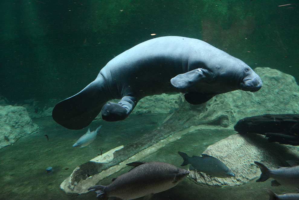 manat karaibski (Trichechus manatus)