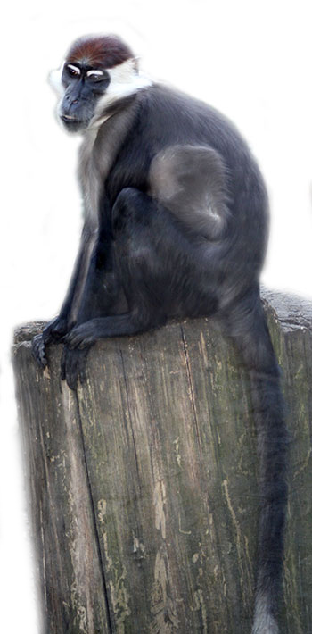 mangaba obrożna (Cercocebus torquatus)