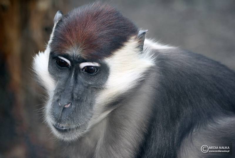 mangaba obrożna (Cercocebus torquatus)