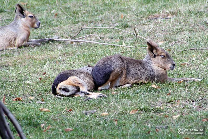 mara patagońska (Dolichotis patagonum)
