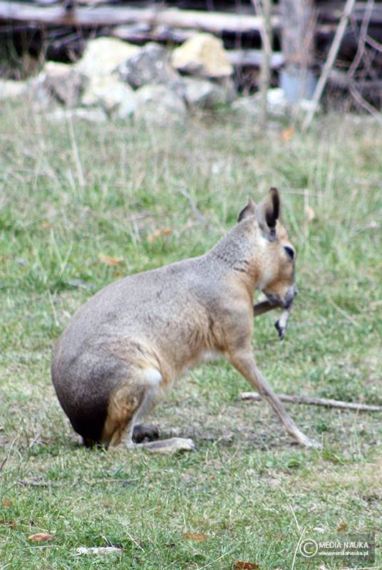 mara patagońska (Dolichotis patagonum)
