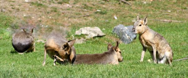 mara patagońska (Dolichotis patagonum)