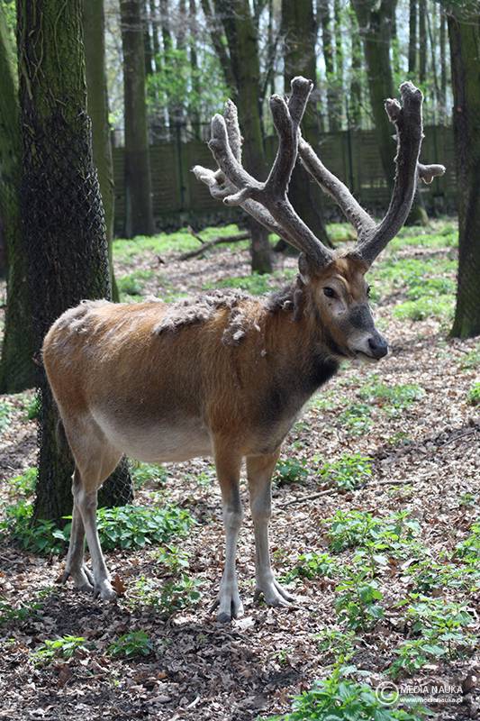 milu chiński (Elaphurus davidianus)