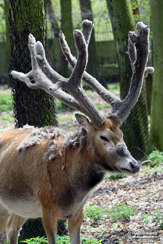 milu chiński (Elaphurus davidianus)