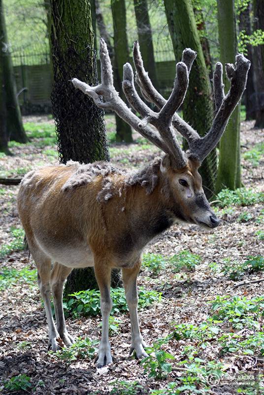 milu chiński (Elaphurus davidianus)
