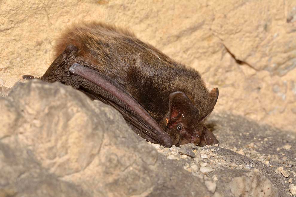 mopek zachodni (Barbastella barbastellus)