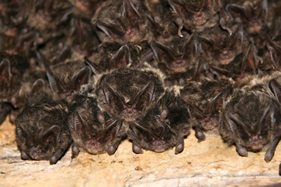 mopek zachodni (Barbastella barbastellus)