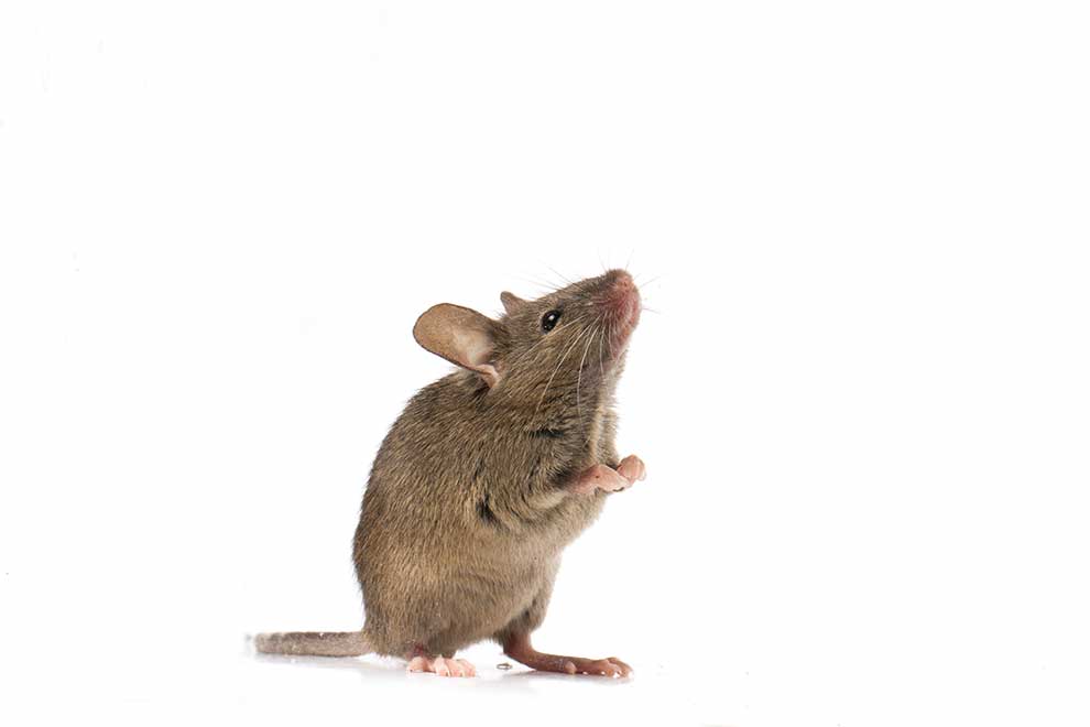 mysz domowa (Mus musculus)
