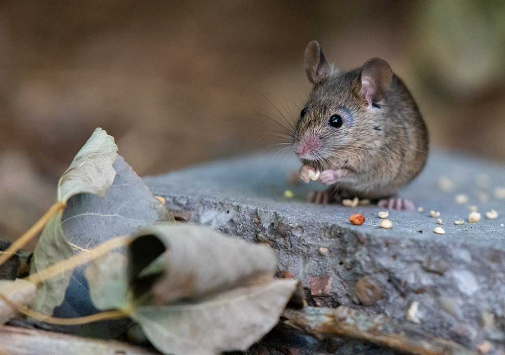 mysz domowa (Mus musculus)