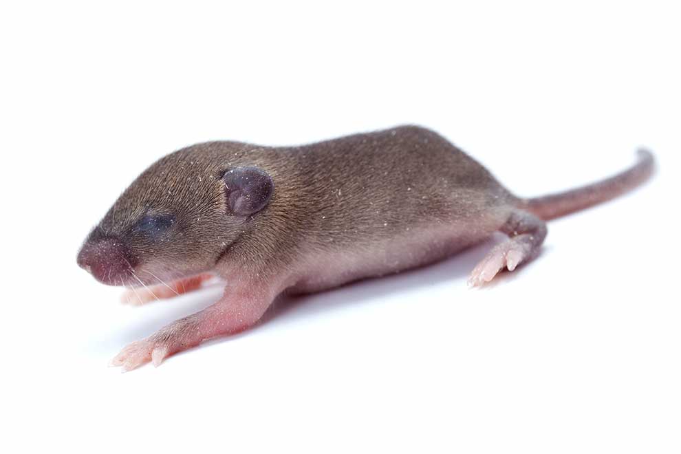 mysz domowa (Mus musculus)