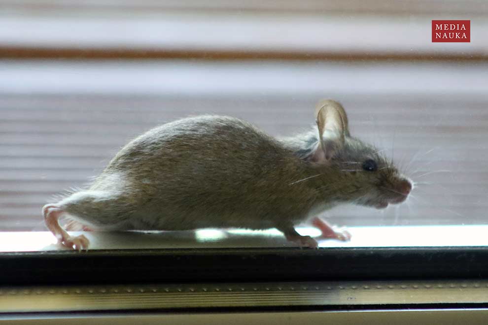 mysz domowa (Mus musculus)