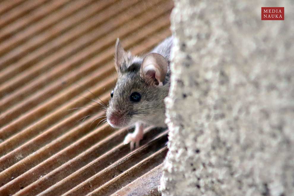 mysz domowa (Mus musculus)