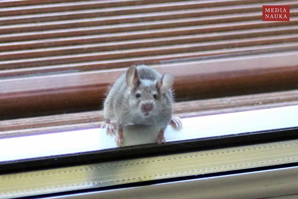 mysz domowa (Mus musculus)