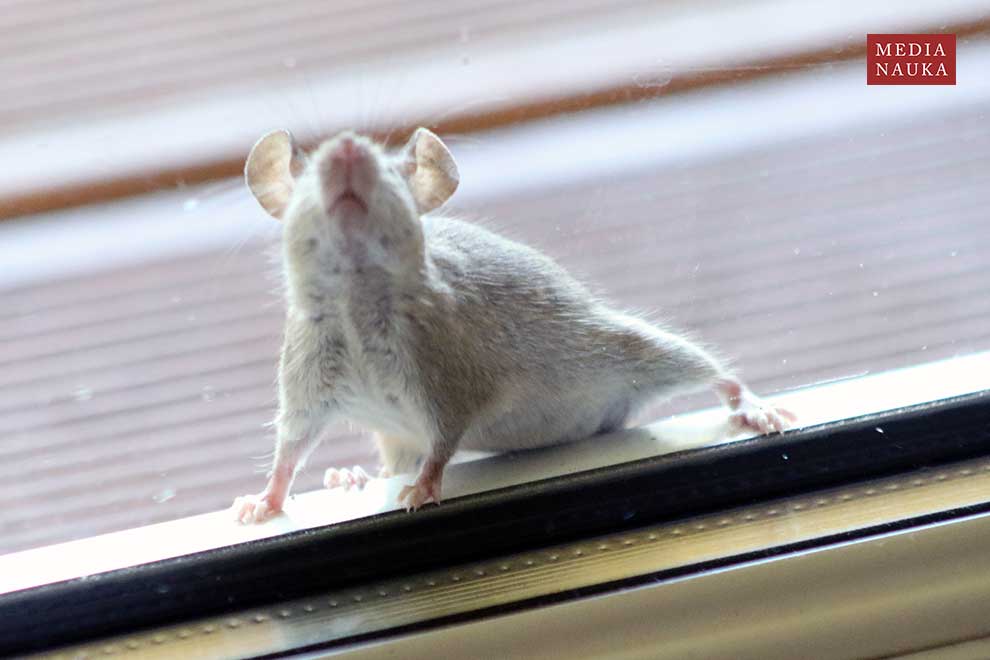 mysz domowa (Mus musculus)