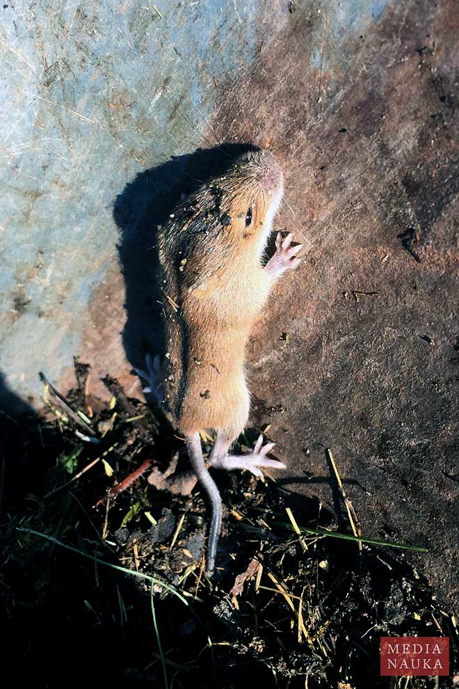 myszarka polna (Apodemus agrarius)