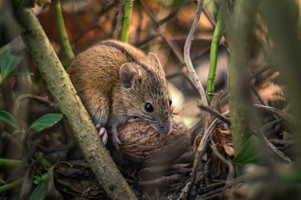 myszarka polna (Apodemus agrarius)