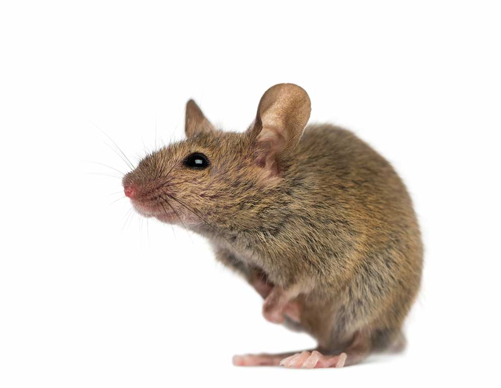 myszarka zaroślowa (Apodemus sylvaticus)