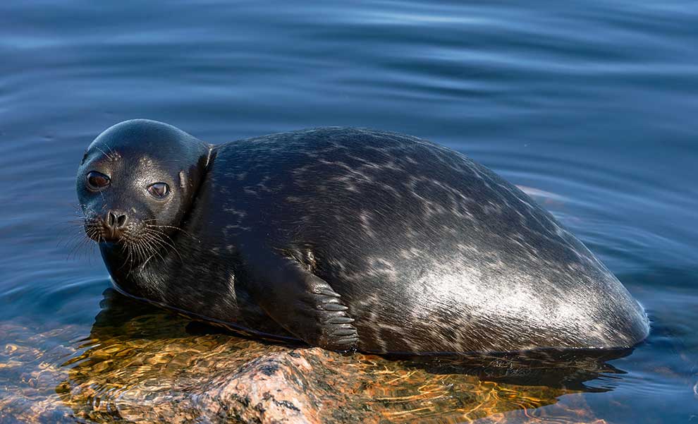 nerpa obrączkowana (Pusa hispida)
