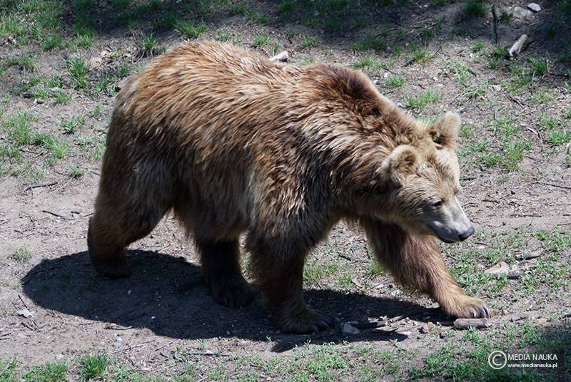niedźwiedź brunatny (Ursus arctos)