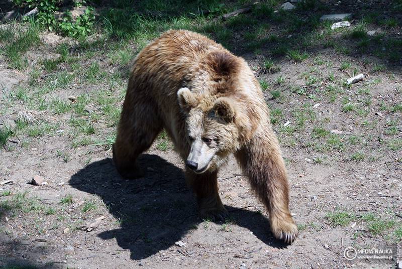 niedźwiedź brunatny (Ursus arctos)