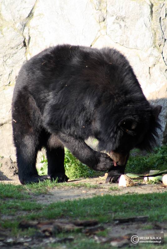 niedźwiedź himalajski (Ursus thibetanus)