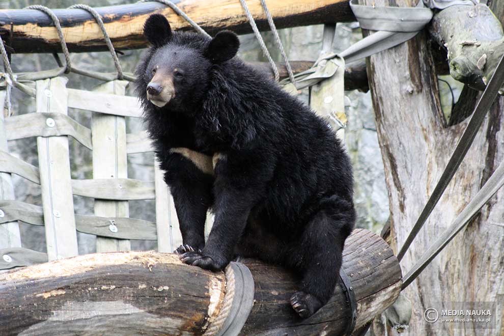 niedźwiedź himalajski (Ursus thibetanus)