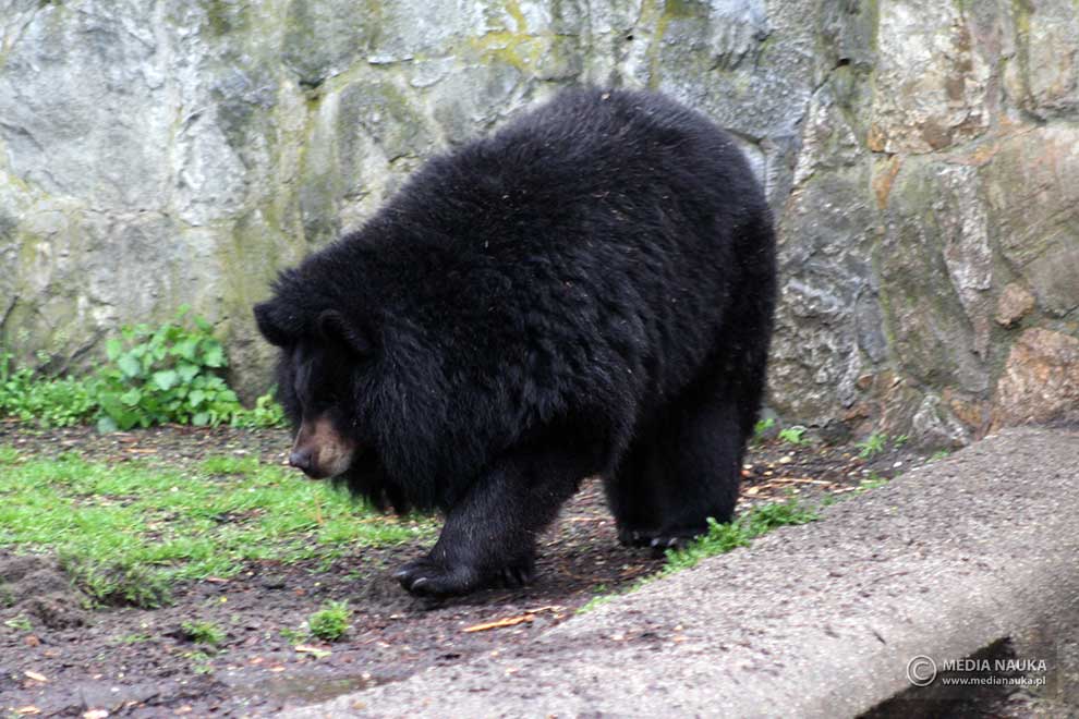 niedźwiedź himalajski (Ursus thibetanus)