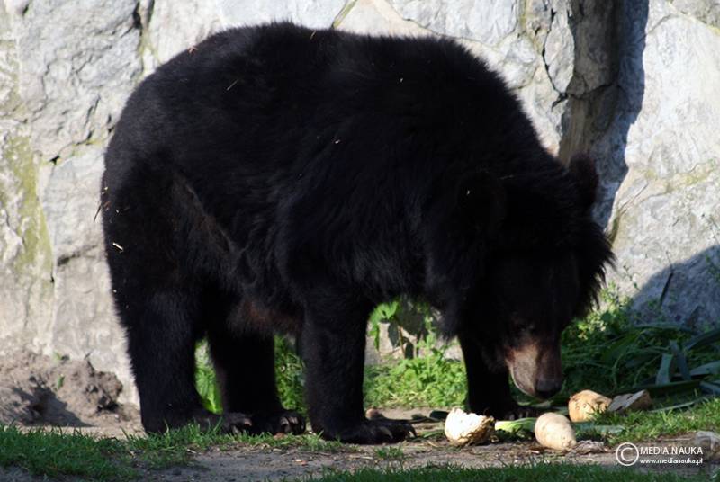 niedźwiedź himalajski (Ursus thibetanus)