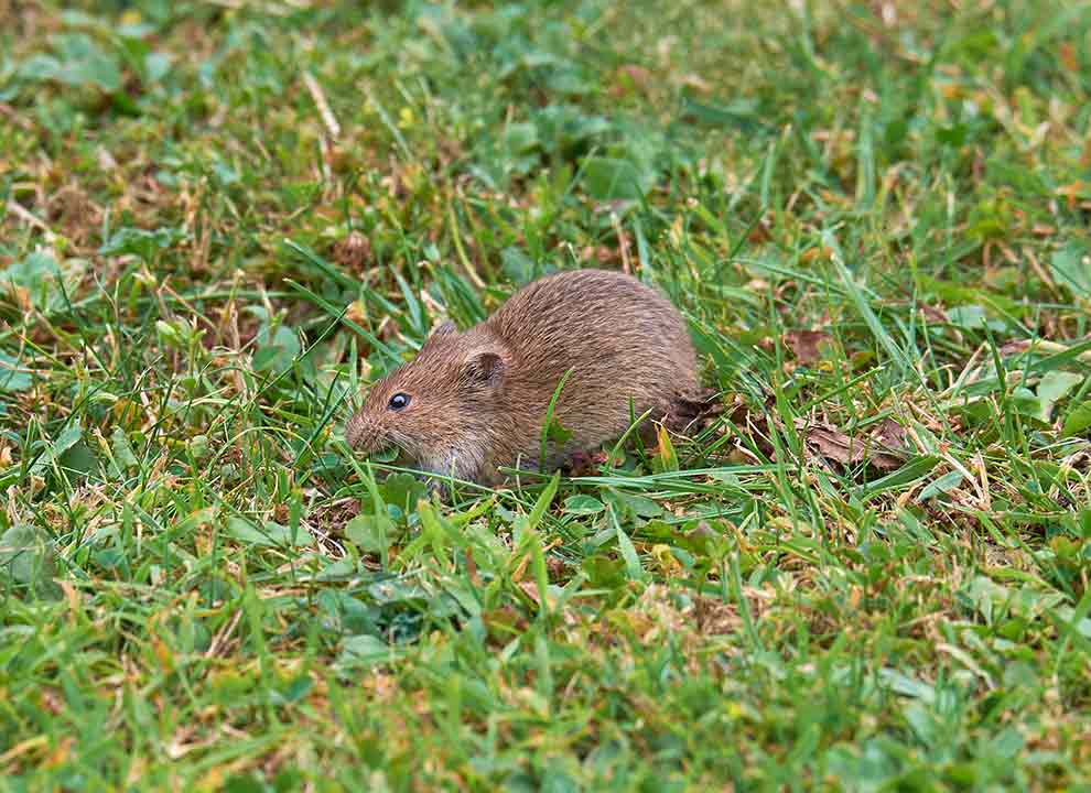 nornik zwyczajny (Microtus arvalis)