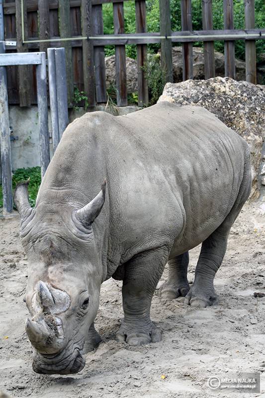 nosorożec północny (Ceratotherium cottoni)