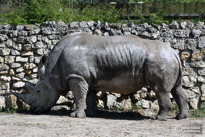 nosorożec północny (Ceratotherium cottoni)