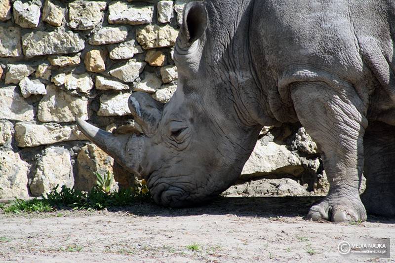 nosorożec północny (Ceratotherium cottoni)