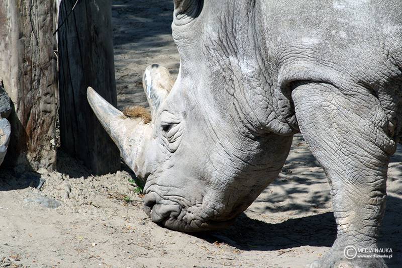 nosorożec północny (Ceratotherium cottoni)