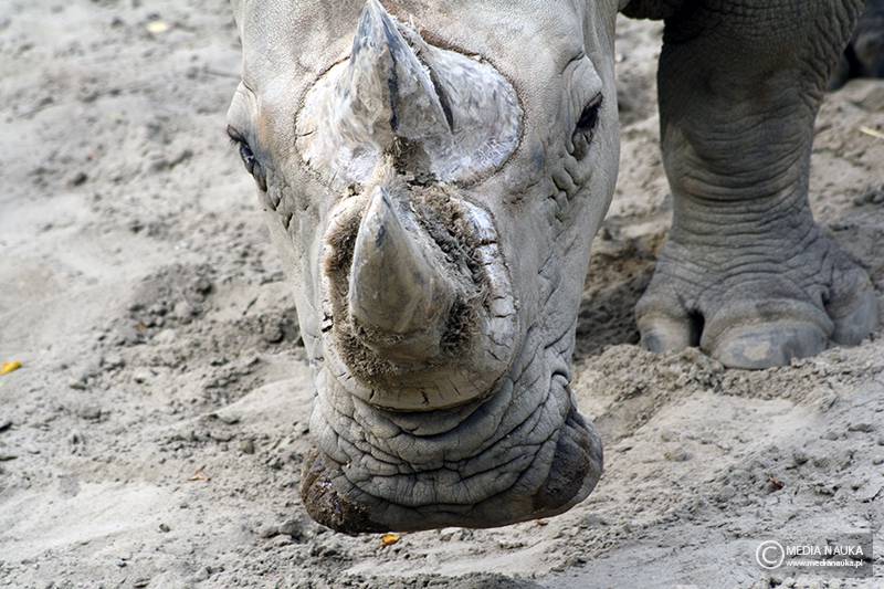 nosorożec północny (Ceratotherium cottoni)