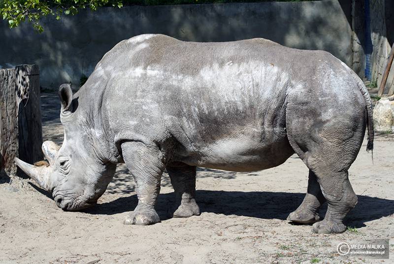 nosorożec północny (Ceratotherium cottoni)
