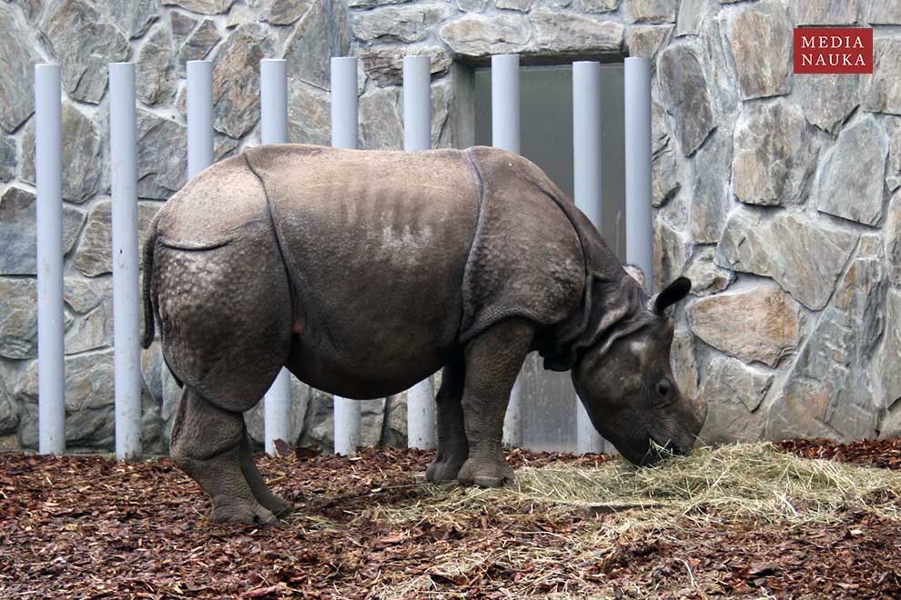 nosorożec indyjski (Rhinoceros unicornis)
