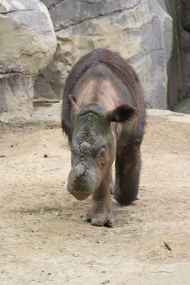 nosorożec sumatrzański