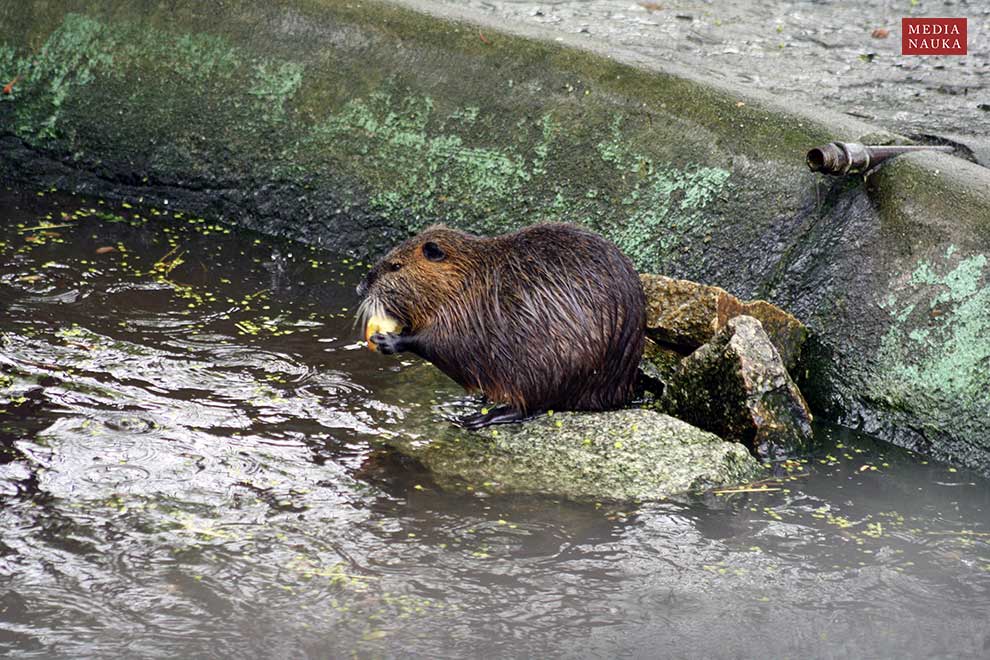 nutria amerykańska (Myocastor coypus)