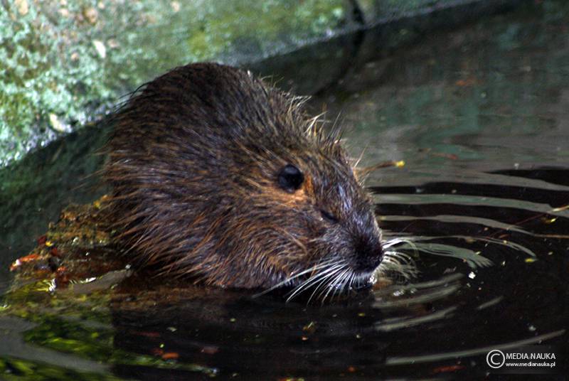 nutria amerykańska (Myocastor coypus)