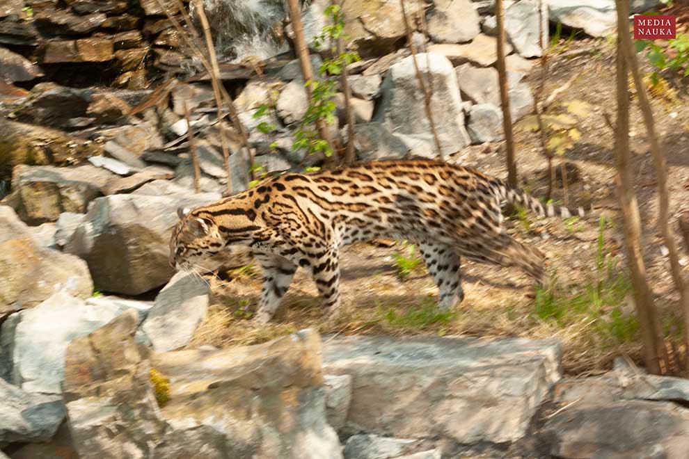 ocelot wielki (Leopardus pardalis)