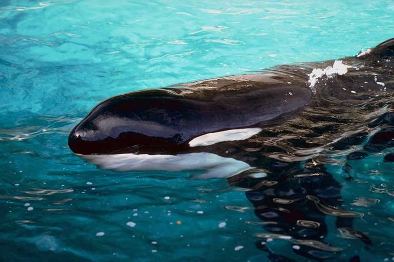 orka oceaniczna (Orcinus orca)
