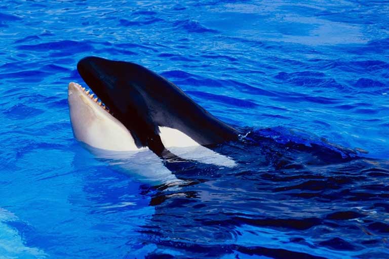 orka oceaniczna (Orcinus orca)