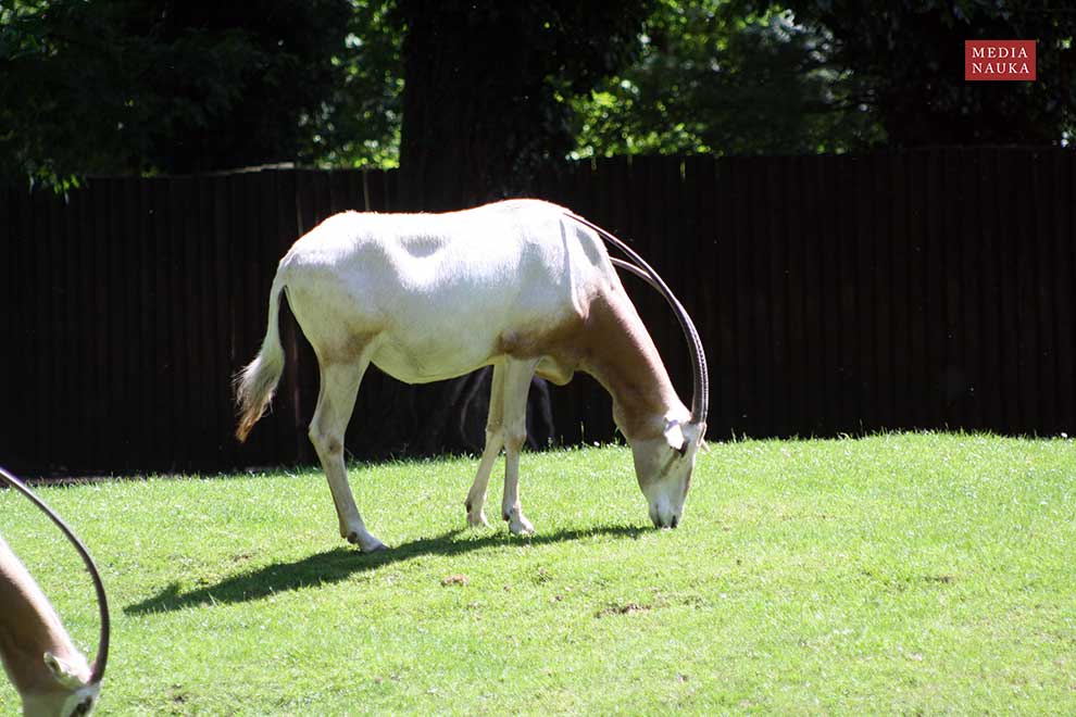 oryks szablorogi (Oryx dammah)