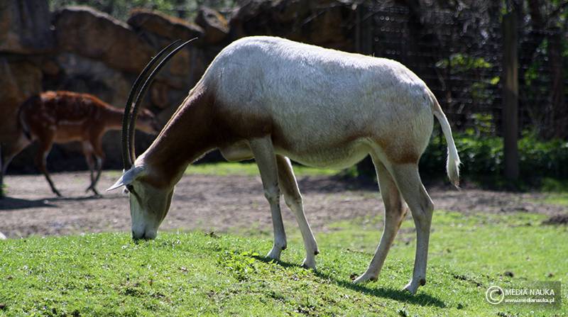 oryks szablorogi (Oryx dammah)