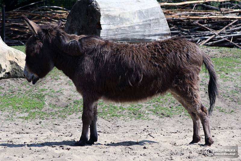 osioł zwyczajny (Equus asinus)