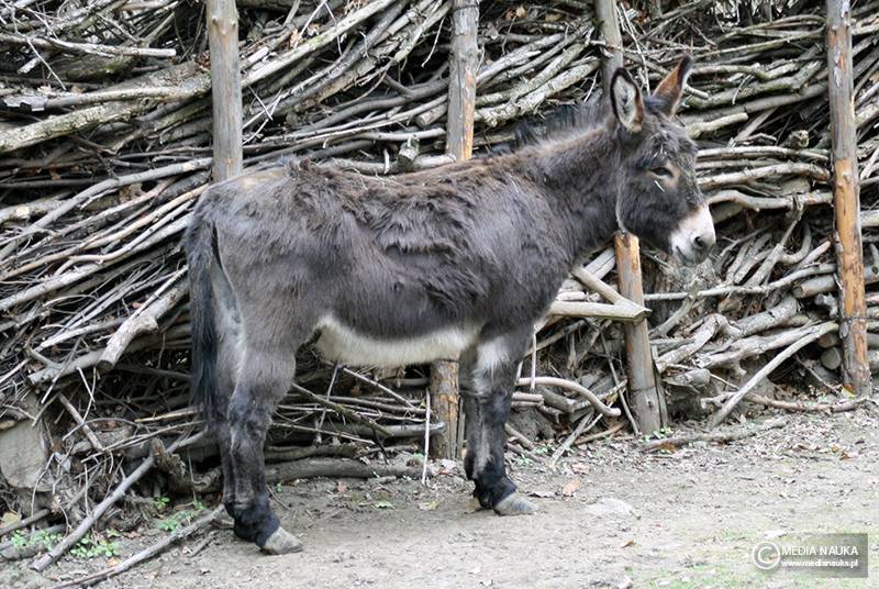 osioł zwyczajny (Equus asinus)