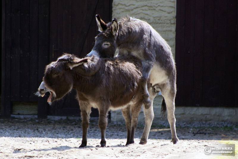 osioł zwyczajny (Equus asinus)