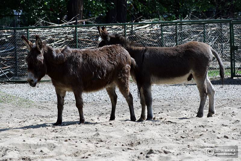 osioł zwyczajny (Equus asinus)