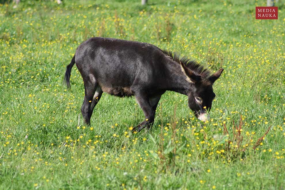 osioł zwyczajny (Equus asinus)